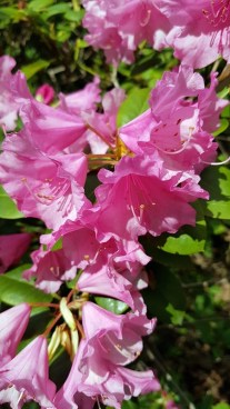 2804 BG Rhododendron 5